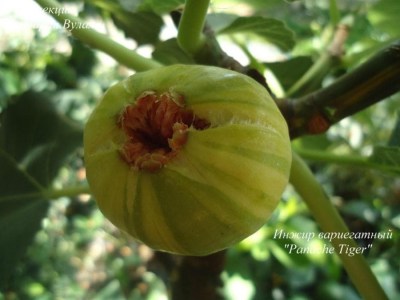 Ficus carica PanacheTiger1